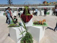 В Нахчыване проходит Фестиваль алычи гёйче (ФОТО)