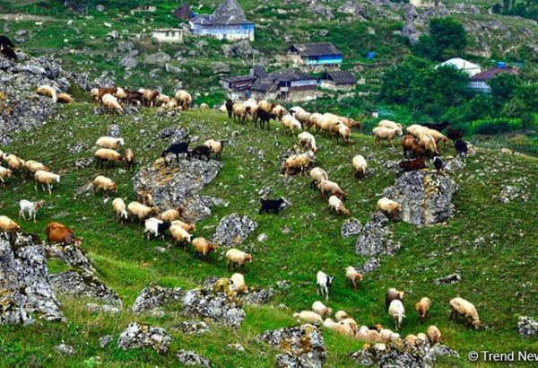 Turkmenistan's Lebap region boosts meat production in early 2026