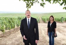 President Ilham Aliyev, first lady Mehriban Aliyeva attend opening of vine-growing and wine-making complex of Shirvan wines LLC in Shamakhi district (PHOTO)