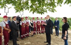 President Ilham Aliyev, first lady Mehriban Aliyeva attend opening of vine-growing and wine-making complex of Shirvan wines LLC in Shamakhi district (PHOTO)