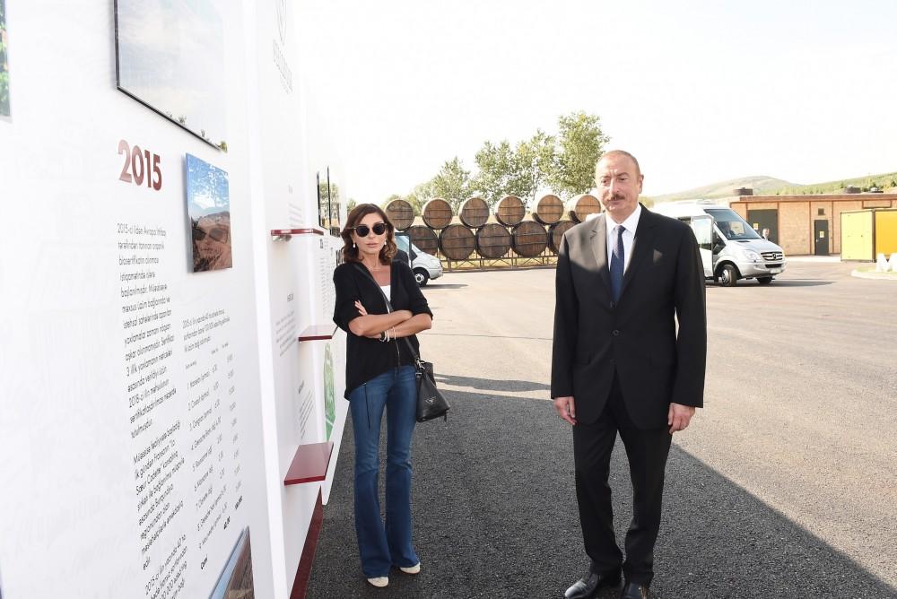 President Ilham Aliyev, first lady Mehriban Aliyeva attend opening of vine-growing and wine-making complex of Shirvan wines LLC in Shamakhi district (PHOTO)