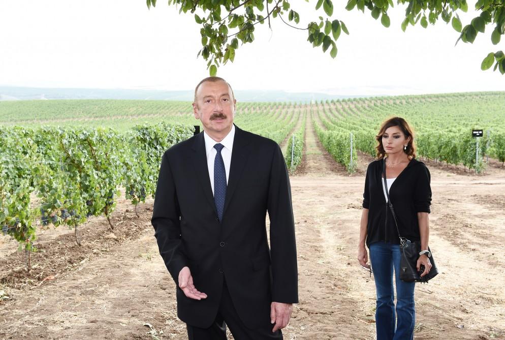 President Ilham Aliyev, first lady Mehriban Aliyeva attend opening of vine-growing and wine-making complex of Shirvan wines LLC in Shamakhi district (PHOTO)