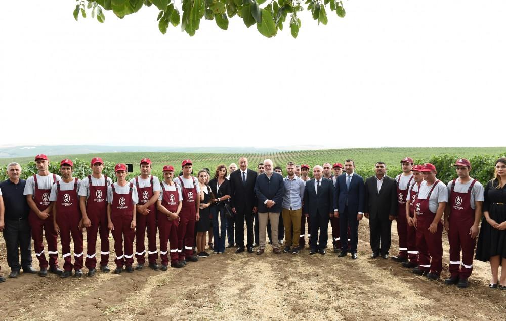 President Ilham Aliyev, first lady Mehriban Aliyeva attend opening of vine-growing and wine-making complex of Shirvan wines LLC in Shamakhi district (PHOTO)