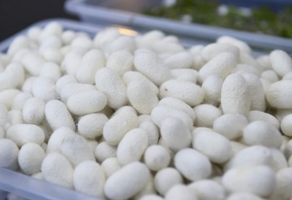 China purchases Turkmen dry cocoon karapachakh via commodity exchange