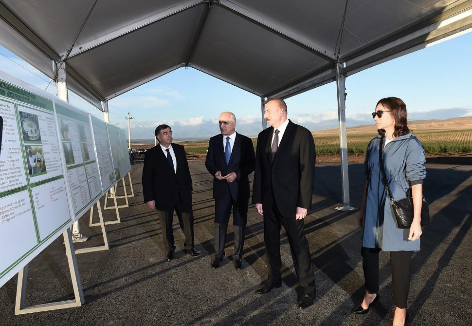 Президент Ильхам Алиев и Первая леди Мехрибан Алиева приняли участие в открытии Гахского агропарка (ФОТО)