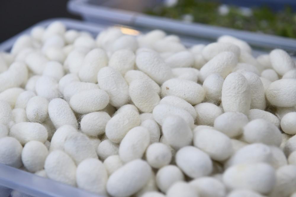 China purchases Turkmen dry cocoon karapachakh via commodity exchange