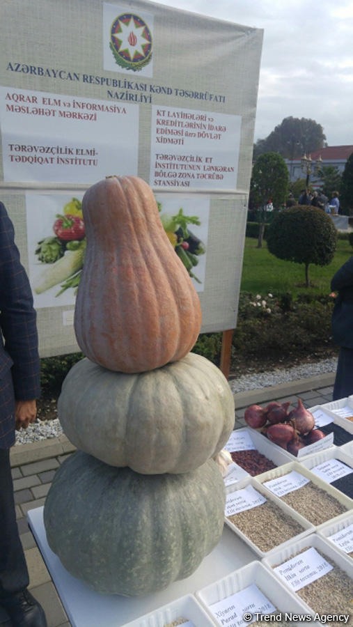 В Лянкяране проходит Фестиваль чая, чалтыка и цитрусовых (ФОТО)