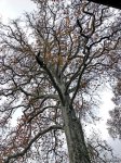 Золотая осень в Шеки – когда оказываешься в сказке (ФОТО)
