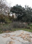 Последствия штормового ветра в Баку (ФОТО)