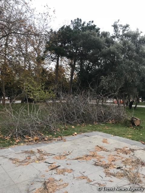 Последствия штормового ветра в Баку (ФОТО)