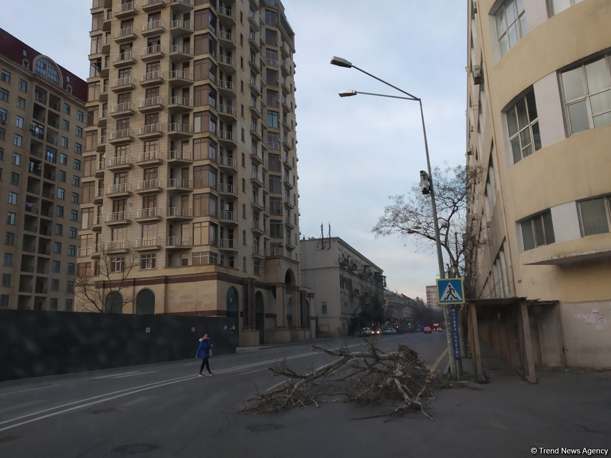 Сильный ветер в Баку повредил 16 деревьев (ФОТО)