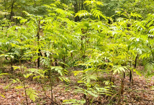 Uzbekistan to expand forest plantations