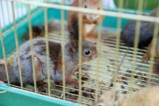 В Баку успешно продолжается проект «Городская экология» Общественного объединения IDEA (ФОТО)