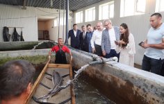 Вице-президент Фонда Гейдара Алиева Лейла Алиева приняла участие в церемонии выпуска в Каспий мальков осетровых, выращенных на Хыллинском заводе по разведению рыбы в Нефтчале (ФОТО)