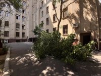 Сильный ветер в Баку повалил дерево на банкомат (ФOTO)
