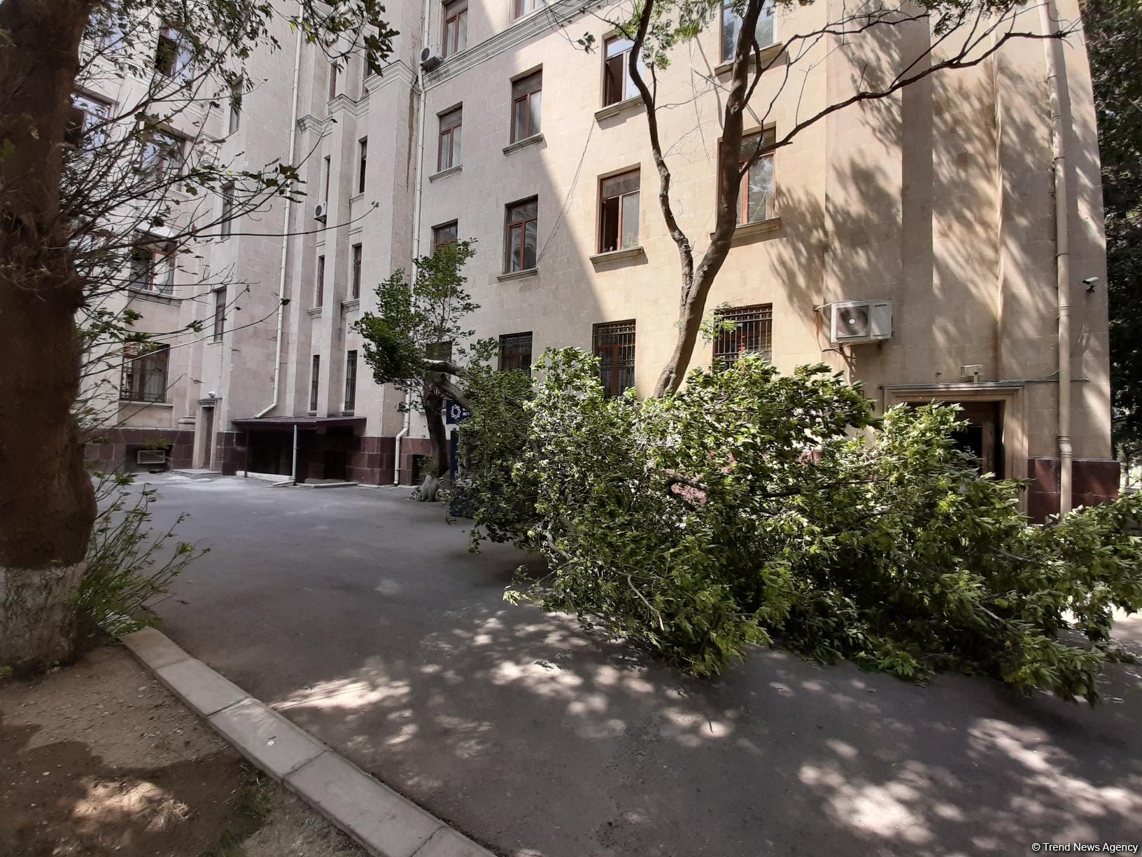 Сильный ветер в Баку повалил дерево на банкомат (ФOTO)