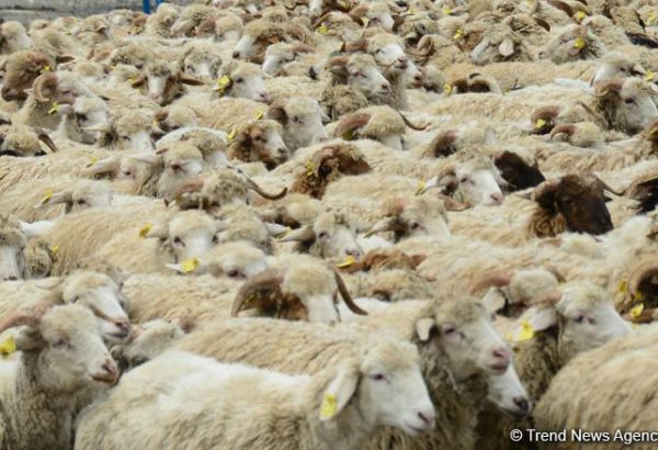 Kyrgyzstan reveals livestock numbers in Issyk-Kul region by end of 2025