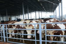 В пункты жертвенного забоя скота в Азербайджане организован инфотур (ФОТО)
