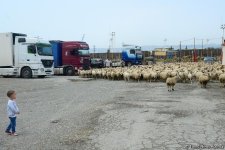 В пункты жертвенного забоя скота в Азербайджане организован инфотур (ФОТО)