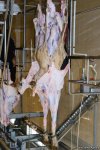 В пункты жертвенного забоя скота в Азербайджане организован инфотур (ФОТО)