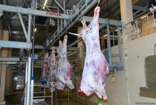 В пункты жертвенного забоя скота в Азербайджане организован инфотур (ФОТО)