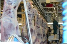 В пункты жертвенного забоя скота в Азербайджане организован инфотур (ФОТО)