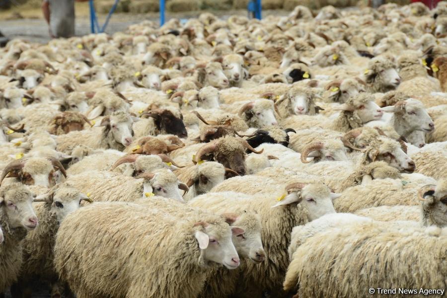 В пункты жертвенного забоя скота в Азербайджане организован инфотур (ФОТО)