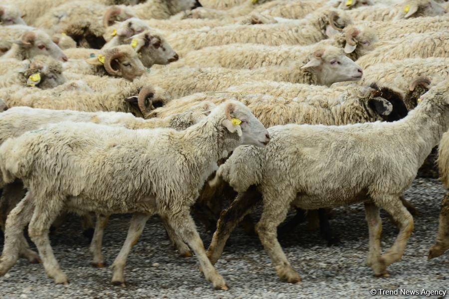 В пункты жертвенного забоя скота в Азербайджане организован инфотур (ФОТО)
