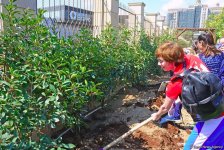 В рамках 37-го Чемпионата мира по художественной гимнастике прошла акция по посадке деревьев (ФОТО)