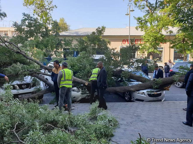 В Баку ветер повалил крупное дерево, пострадали три автомобиля