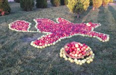 В Губе проходит Праздник яблок - более 100 сортов, самые-самые… (ФОТО/ВИДЕО)