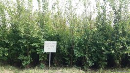 В истории Азербайджана впервые будет высажено 650 тыс. деревьев в один день — минэкологии (ФОТО/ВИДЕО)