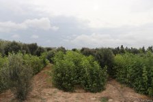 В истории Азербайджана впервые будет высажено 650 тыс. деревьев в один день — минэкологии (ФОТО/ВИДЕО)