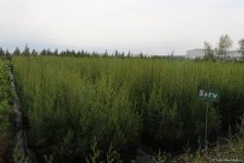 В истории Азербайджана впервые будет высажено 650 тыс. деревьев в один день — минэкологии (ФОТО/ВИДЕО)