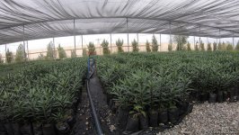 В истории Азербайджана впервые будет высажено 650 тыс. деревьев в один день — минэкологии (ФОТО/ВИДЕО)