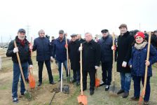 Впервые в жизни посадил дерево - народный артист Азербайджана  Александр Шаровский (ФОТО)