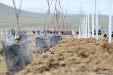 Сотрудники Trend.az, Day.az, Milli.az и Azernews.az приняли участие в акции по посадке деревьев в честь 650-летия Насими - (ФОТО/ВИДЕО)