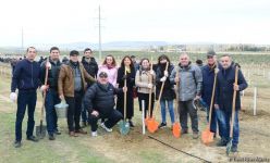 Сотрудники Trend.az, Day.az, Milli.az и Azernews.az приняли участие в акции по посадке деревьев в честь 650-летия Насими - (ФОТО/ВИДЕО)