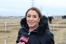 Azerbaijani singer: Tree planting campaign perpetuated memory of Imadeddin Nasimi in nature (PHOTO)