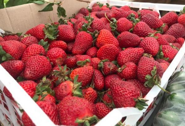 Azerbaijan unveils its strawberry export revenues for 6M2025