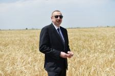 Президент Ильхам Алиев присутствовал на церемонии начала уборки пшеницы в Агджабеди (ФОТО/ВИДЕО)