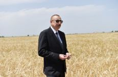 Президент Ильхам Алиев присутствовал на церемонии начала уборки пшеницы в Агджабеди (ФОТО/ВИДЕО)