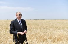Президент Ильхам Алиев присутствовал на церемонии начала уборки пшеницы в Агджабеди (ФОТО/ВИДЕО)