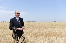 Президент Ильхам Алиев присутствовал на церемонии начала уборки пшеницы в Агджабеди (ФОТО/ВИДЕО)