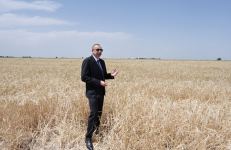 Президент Ильхам Алиев присутствовал на церемонии начала уборки пшеницы в Агджабеди (ФОТО/ВИДЕО)
