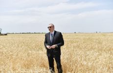 Президент Ильхам Алиев присутствовал на церемонии начала уборки пшеницы в Агджабеди (ФОТО/ВИДЕО)