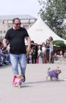 В свете карантина! У кого из азербайджанских звезд есть собаки (ФОТО)