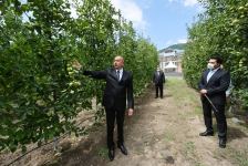 Президент Ильхам Алиев в Балакене ознакомился с садоводческим хозяйством «Бал мейве» (ФОТО)