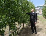Президент Ильхам Алиев в Балакене ознакомился с садоводческим хозяйством «Бал мейве» (ФОТО)