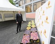 Президент Ильхам Алиев в Балакене ознакомился с садоводческим хозяйством «Бал мейве» (ФОТО)